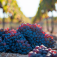 Caberner Sauvignon